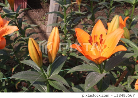Lilium longiflorum, commonly known as the Easter lily flower plant Lilium longiflorum, commonly known as the Easter lily flower plant 138493567