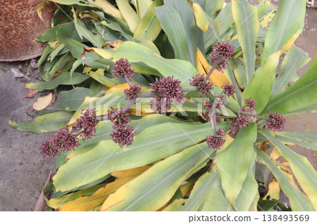 Dracaena fragrans leaf plant on farm Dracaena fragrans leaf plant on farm 138493569