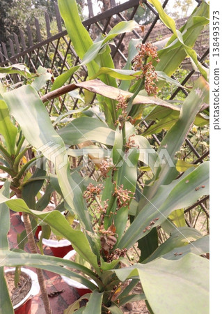 Dracaena fragrans leaf plant on farm Dracaena fragrans leaf plant on farm 138493573