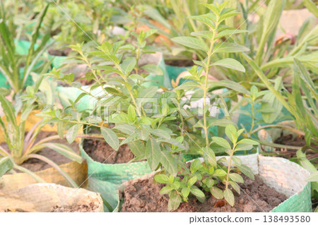 False heather flower plants on nursery 138493580