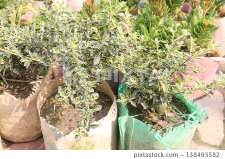 False heather flower plants on nursery False heather flower plants on nursery 138493582
