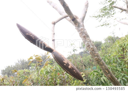 frangipani flower plant on farm frangipani flower plant on farm 138493585