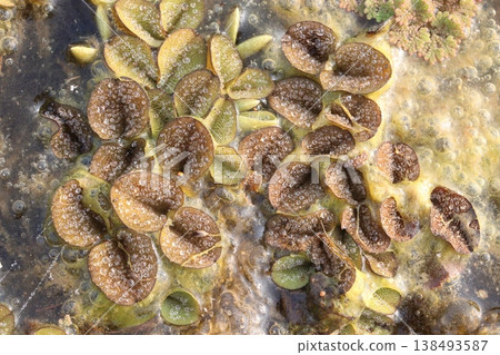 Salvinia molesta is commonly known as giant salvinia, or as kariba weed plant Salvinia molesta is commonly known as giant salvinia, or as kariba weed plant 138493587