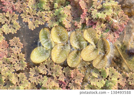 Salvinia molesta is commonly known as giant salvinia, or as kariba weed plant Salvinia molesta is commonly known as giant salvinia, or as kariba weed plant 138493588