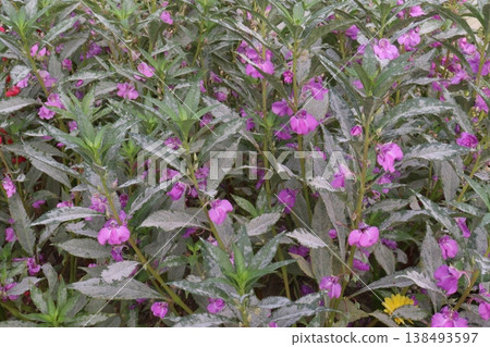 Impatiens balsamina flower plant on bag 138493597