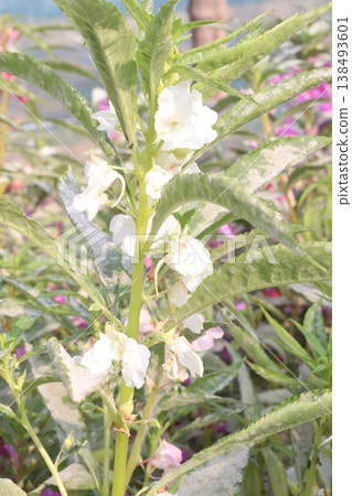 Impatiens balsamina flower plant on bag 138493601