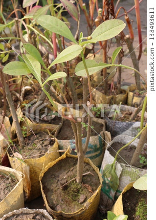 Indian snakeroot plant on jungle Indian snakeroot plant on jungle 138493611