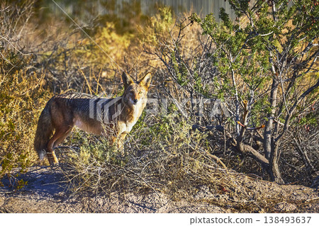 Coyote Standing Alert in Desert Foliage Among Shrubs and Sunlit Landscape Coyote Standing Alert in Desert Foliage Among Shrubs and Sunlit Landscape 138493637
