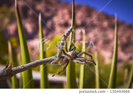 Tarantula on Branch with Calico Red Rock Canyon Background in Vibrant Desert Sunlight Tarantula on Branch with Calico Red Rock Canyon Background in Vibrant Desert Sunlight 138493666
