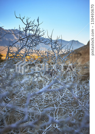 Desert Cactus Branches at Golden Hour with Mountains and Blue Sky 138493670