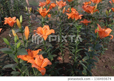 Lilium longiflorum, commonly known as the Easter lily flower plant 138493674