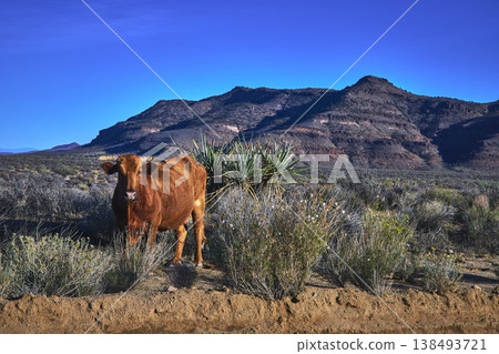 Cow in Mojave Desert Landscape With Mountains and Native Vegetation California Cow in Mojave Desert Landscape With Mountains and Native Vegetation California 138493721