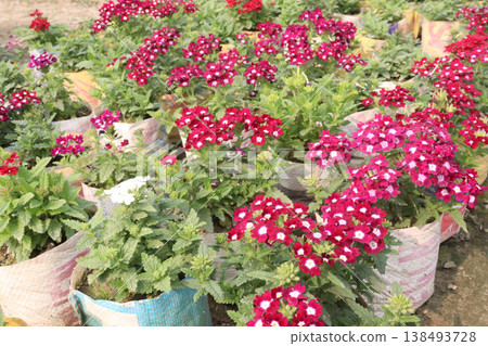 Dianthus flower plant on bag in farm for harvest Dianthus flower plant on bag in farm for harvest 138493728