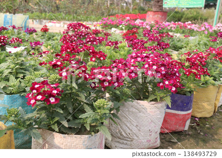 Dianthus flower plant on bag in farm for harvest Dianthus flower plant on bag in farm for harvest 138493729