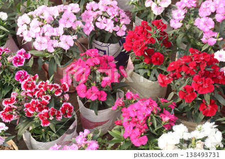 Dianthus flower plant on bag in farm for harvest 138493731