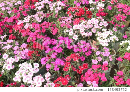 Dianthus flower plant on bag in farm for harvest Dianthus flower plant on bag in farm for harvest 138493732
