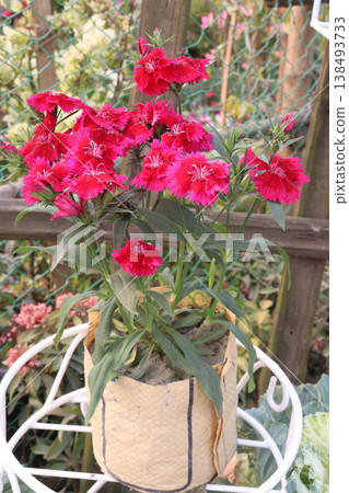Dianthus flower plant on bag in farm for harvest 138493733
