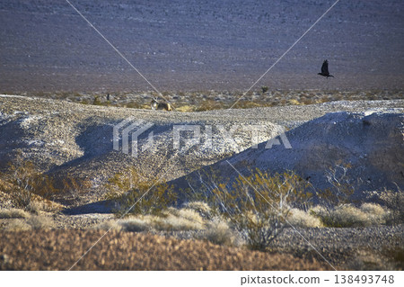 Coyote and Raven in Rugged Nevada Desert Hills with Sparse Vegetation 138493748