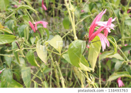 Dianthera nodosa or Justicia brasiliana flower plant bag Dianthera nodosa or Justicia brasiliana flower plant bag 138493763
