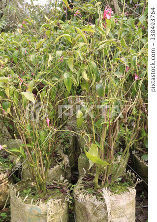 Dianthera nodosa or Justicia brasiliana flower plant bag Dianthera nodosa or Justicia brasiliana flower plant bag 138493764