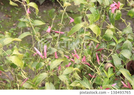 Dianthera nodosa or Justicia brasiliana flower plant bag 138493765