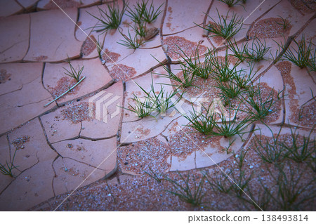 Cracked Desert Earth With Green Grass And Sand Texture Close Up 138493814