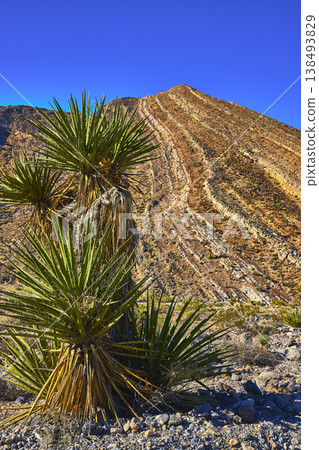 Joshua Tree and Rocky Hill Under Clear Blue Sky in Arid Nevada Desert 138493829