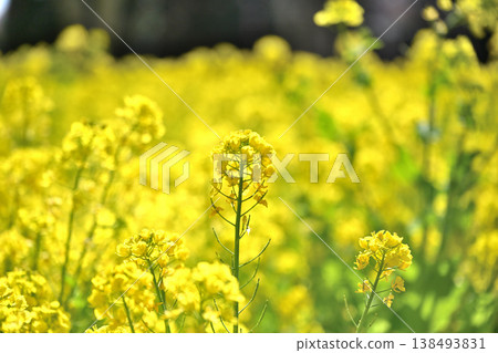 油菜花、櫻花和盛開的桃花 油菜花、櫻花和盛開的桃花 138493831