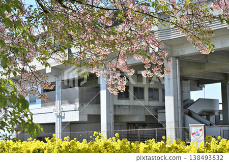 油菜花、櫻花和盛開的桃花 油菜花、櫻花和盛開的桃花 138493832