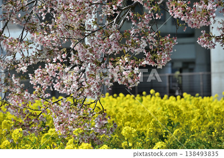 油菜花、櫻花和盛開的桃花 油菜花、櫻花和盛開的桃花 138493835