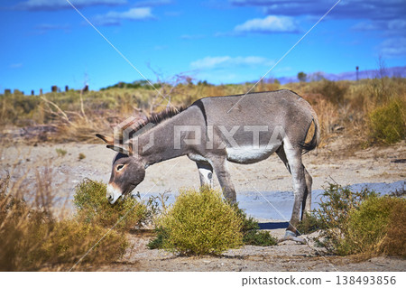 Wild Burro Grazing in Nevada Desert Landscape Under Bright Blue Sky Wild Burro Grazing in Nevada Desert Landscape Under Bright Blue Sky 138493856
