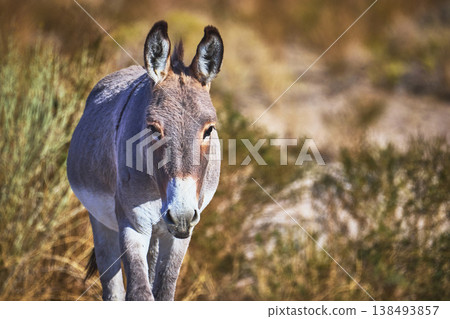 Wild Burro in Nevada Desert Sunlight with Natural Brown and Green Vegetation Wild Burro in Nevada Desert Sunlight with Natural Brown and Green Vegetation 138493857