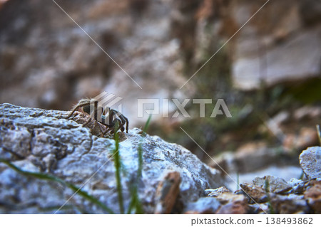 Baby Tarantula Crawling on Rocky Terrain in Desert Canyon Close Up Nature Wildlife 138493862