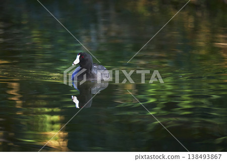 Golden Hour Bird Reflected on Tranquil Water in Nature with Lush Green Surroundings Golden Hour Bird Reflected on Tranquil Water in Nature with Lush Green Surroundings 138493867