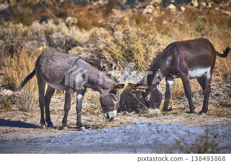 Wild Burros Grazing in Sunlit Desert Landscape Near Beatty Nevada Wild Burros Grazing in Sunlit Desert Landscape Near Beatty Nevada 138493868