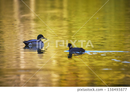 Duck and Bird on Golden Pond Water Reflection at Sunset in Las Vegas Duck and Bird on Golden Pond Water Reflection at Sunset in Las Vegas 138493877