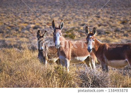 Wild Burros in Desert Landscape United States Nevada Wildlife Animal Donkey Wild Burros in Desert Landscape United States Nevada Wildlife Animal Donkey 138493878