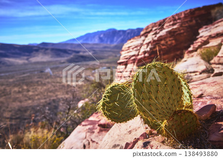 Desert Cactus with Calico Red Rocks and Distant Mountains in Sunlit Nevada Canyon Desert Cactus with Calico Red Rocks and Distant Mountains in Sunlit Nevada Canyon 138493880