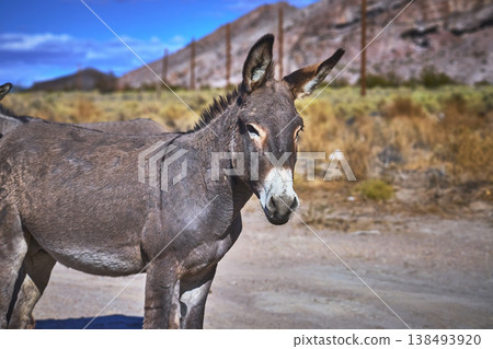 Wild Burro in Desert Landscape with Mountains and Dry Grass Nevada Wild Burro in Desert Landscape with Mountains and Dry Grass Nevada 138493920
