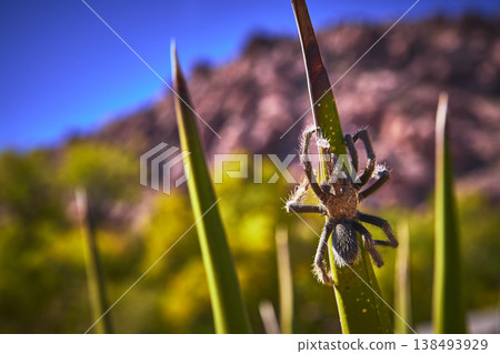 Close Up Tarantula on Plant in Vibrant Desert Landscape with Blurred Red Rock Close Up Tarantula on Plant in Vibrant Desert Landscape with Blurred Red Rock 138493929
