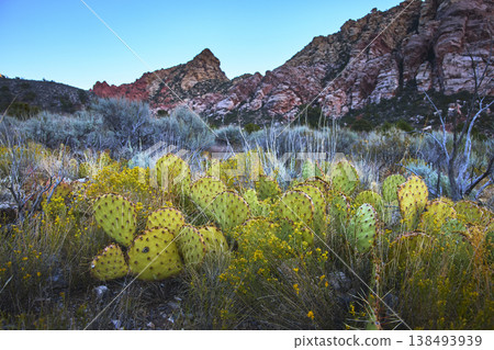 Prickly Pear Cactus and Wildflowers in Desert Landscape at Golden Hour Prickly Pear Cactus and Wildflowers in Desert Landscape at Golden Hour 138493939
