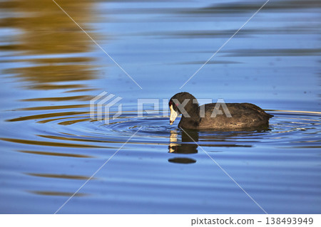 American Coot Swimming on Tranquil Pond During Golden Hour in Las Vegas Nevada American Coot Swimming on Tranquil Pond During Golden Hour in Las Vegas Nevada 138493949