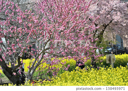 Rape blossoms, cherry blossoms, and flowering peach blossoms 138493971