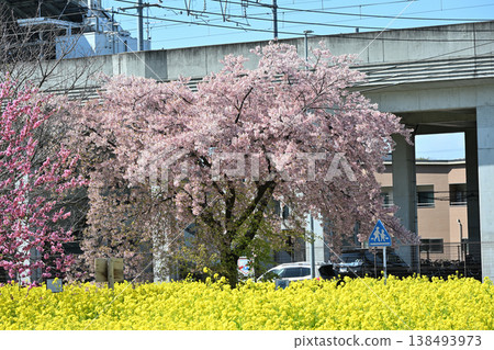 油菜花、櫻花和盛開的桃花 138493973