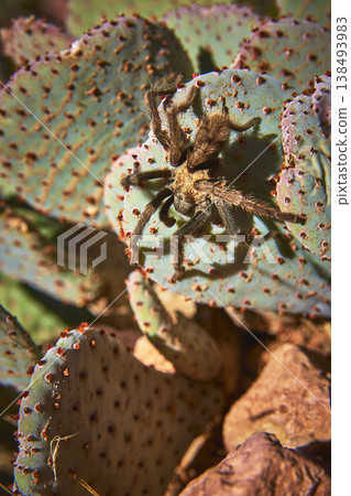 Tarantula Crawling on Cactus Pad in Sunlit Nevada Desert with Rocks Close Up Tarantula Crawling on Cactus Pad in Sunlit Nevada Desert with Rocks Close Up 138493983