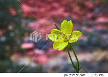 Yellow Desert Flower Close Up with Red Rock Canyon Background Yellow Desert Flower Close Up with Red Rock Canyon Background 138493989