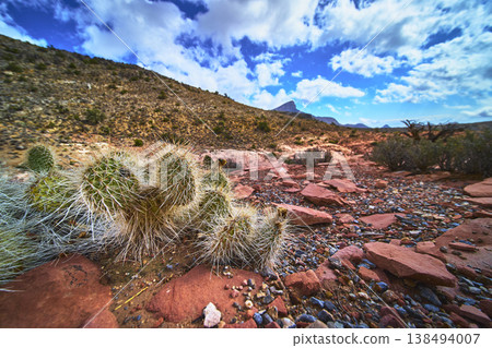 Cactus and Rocky Trail in Red Rock Canyon with Turtlehead Peak Under Blue Sky Cactus and Rocky Trail in Red Rock Canyon with Turtlehead Peak Under Blue Sky 138494007