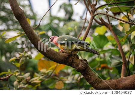Pink-Headed Fruit Dove - Ptilinopus porphyreus Pink-Headed Fruit Dove - Ptilinopus porphyreus 138494027