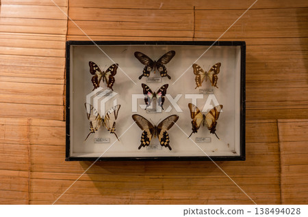 Framed Butterfly Collection Displayed on Wall 138494028