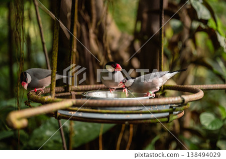 Java Sparrow - Padda oryzivora. Close-Up Java Sparrow - Padda oryzivora. Close-Up 138494029